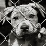 Fort Lauderdale Real Estate | 100+ Abandoned Dogs of Everglades Rescue