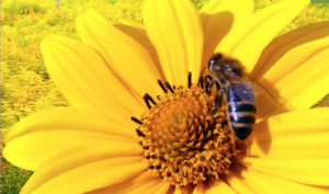 Fort Lauderdale | Lowe's Helps Bees